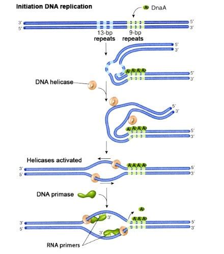 DNA replication in prokaryotes - Microbiology Notes