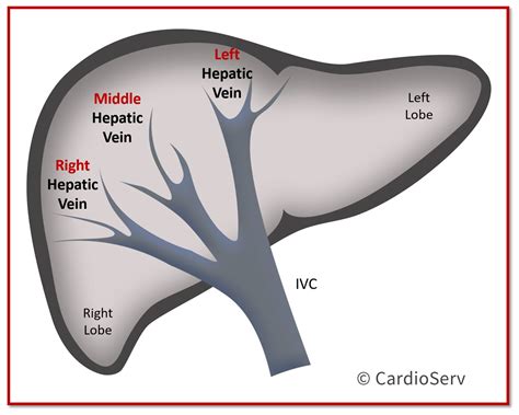 Liver Hepatic Vein