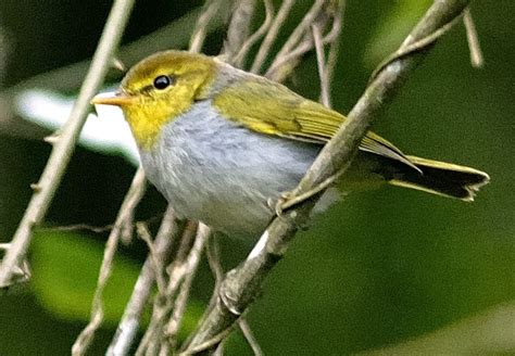 Yellow-throated Woodland Warbler