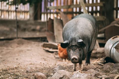 Household a Large Black Pig in Farm. Pig Farming is Raising and Stock ...