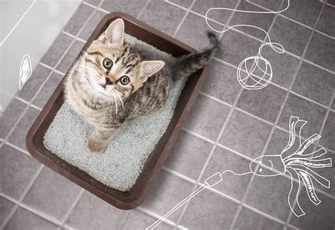 Teaching your Kitten how to use the Litter Tray | MiPet Cover