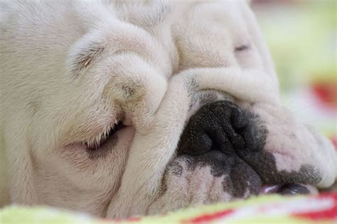 Such a sweet face .... sleeping so peacefully Bulldog Puppies, Cute ...