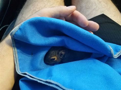 Rescuing a Baby Squirrel Nearly Drove Me Nuts - Uncensored Escapes