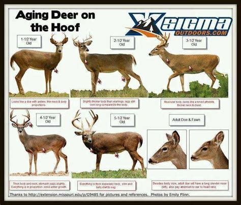 A Dixie Lady Deer Hunter: Aging Deer Chart | Whitetail deer hunting, Quail hunting, Deer hunting