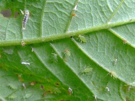 hoverfly larva DSCF9153 | Peter Birch | Flickr