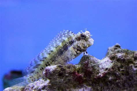 Blenny : Lawnmower Blenny