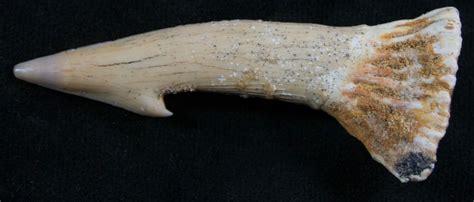 2.2" Onchopristis (Giant Sawfish) Tooth For Sale (#8157) - FossilEra.com