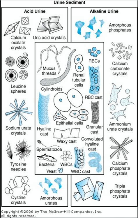 Microscopic examination of urine