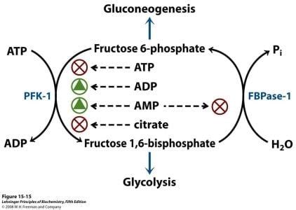 Phosphofructokinase 1 - Alchetron, The Free Social Encyclopedia