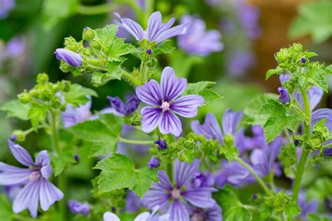 Malva sylvestris var. mauritiana 'Primley Blue' (French Mallow)