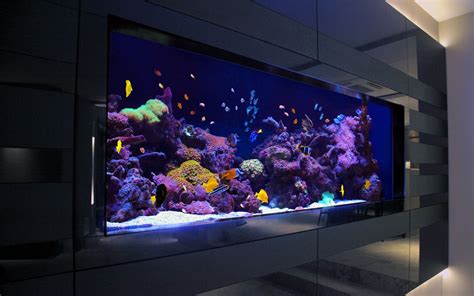 Making Your Home Environment Better with Help From An Aquarium | My Decorative