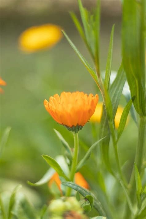 Calendula Flower Meaning: 9 Spiritual Messages