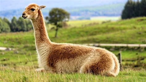 Zoo Vicuna Animal - Free photo on Pixabay - Pixabay