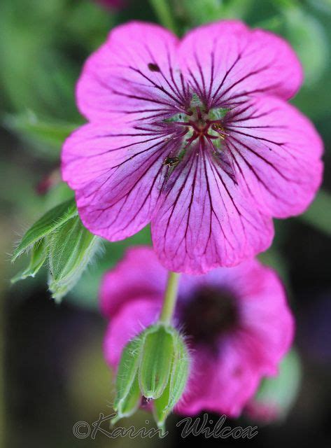 Wild geranium, Geranium flower, Flowers nature