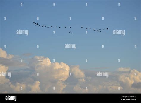 Birds in the sunset sky Stock Photo - Alamy