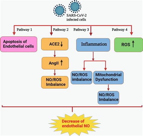 Four possible mechanisms in COVID-19 aetiology regulate NO levels and ...