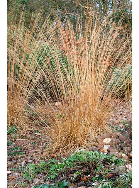 Molinia caerulea 'Moorhexe' - The Beth Chatto Gardens