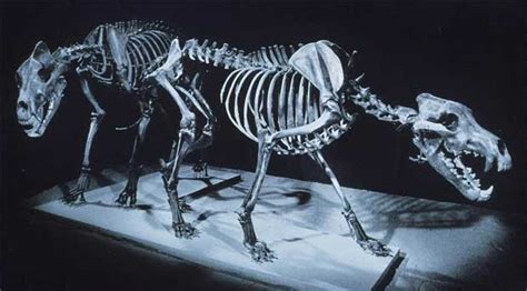 The La Brea Tar Pits: Dire Wolves | German Modernism