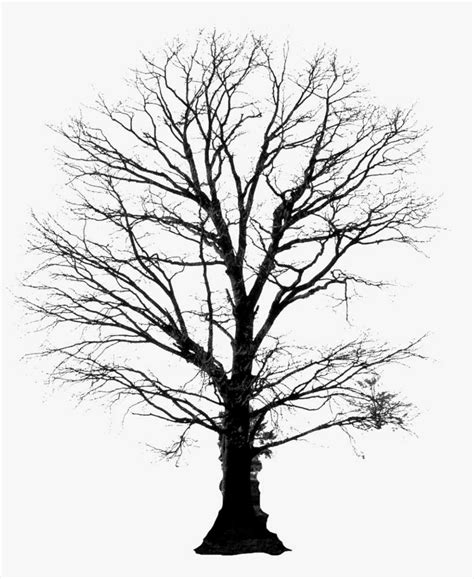 Winter Tree Png Download - Winter Tree Silhouettes Png PNG Image | Transparent PNG Free Download ...