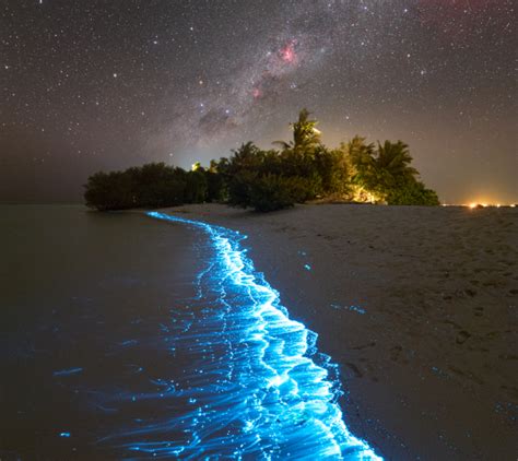 jellyfish | EarthSky