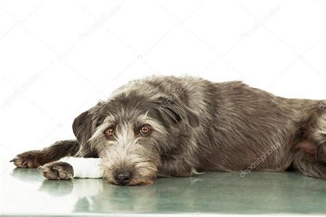 Sad dog with injured leg — Stock Photo © adogslifephoto #73375037