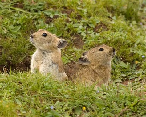 Plateau pika - Facts, Diet, Habitat & Pictures on Animalia.bio