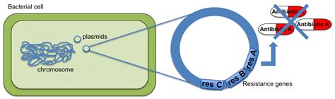 Plasmids and co-selection – Antibiotic resistance – ReAct