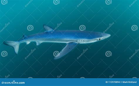 Blue Shark, Cornwall. Prionace Glauca Stock Photo - Image of baitfish, britain: 112970894