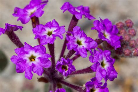 Plant of the Month - Sand Verbena