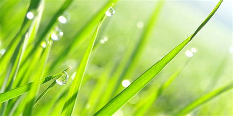 Artificial Grass Benefits During Rain | Watersavers Turf Blog