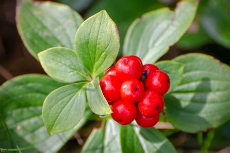 How to Grow and Harvest Ginseng