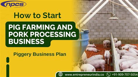 How to Start Pig Farming and Pork Processing Business, Piggery Business Plan - YouTube