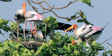 Kumarakom Bird Sanctuary, Kumarakom - Experience Kerala