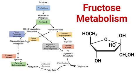 Fructose Metabolism (Fructolysis): Steps and Importance