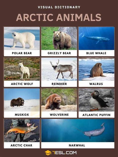 Arctic Animals: List of Arctic Animals with Interesting Facts