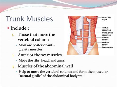 Muscles Of The Trunk Diagram