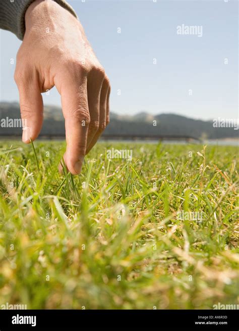 Hand touching grass Stock Photo - Alamy