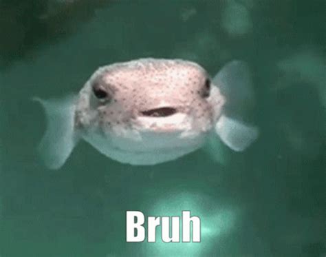 Puffer Fish Bruh GIF - Puffer Fish Bruh - Discover & Share GIFs