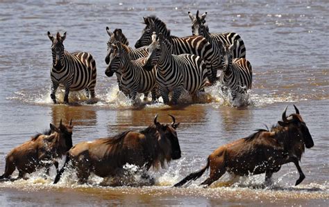 Kenya Reopens For Tourism—But You Can Watch The Great Migration On Video
