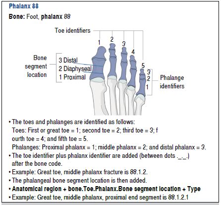 Proximal Phalanges