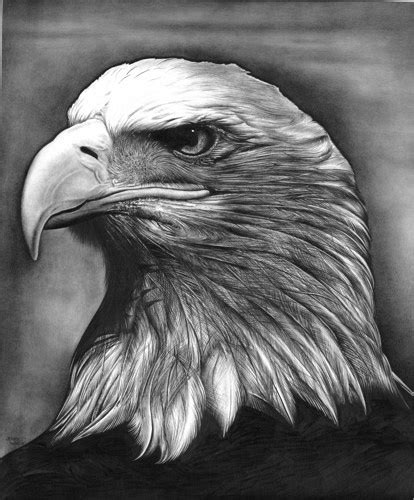 A Bald Eagle Portrait | pencilworksstudio - Drawing on ArtFire | Realistic animal drawings ...