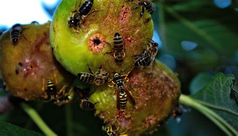 The fascinating history and symbiotic relationship between figs and wasps | The Splendid Table