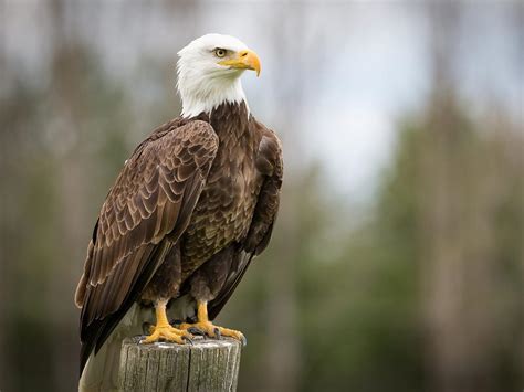 What Is The National Bird of the USA? (And Why) | Birdfact