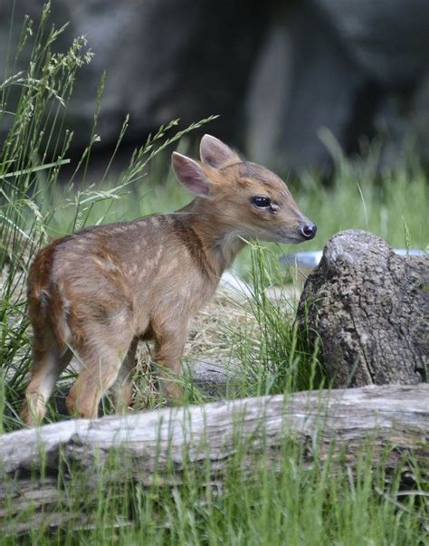 Baby muntjac first at Rosamond Gifford Zoo in 15 years | Animals ...