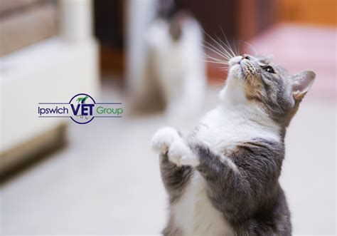 cat exercise | Pine Mountain Vet Clinic, Ipswich Vet Group