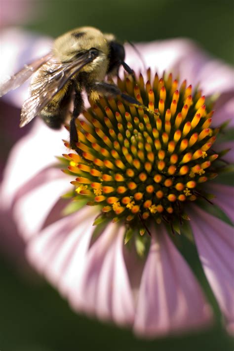 Bug Word of the Day: Flower Constancy - UF/IFAS Entomology and ...