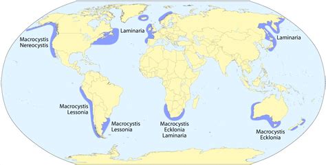 Kelp Forests and Climate Change | UPSC – IAS – Digitally learn