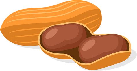 Single Peanut Vector Transparent PNG - PNG Play