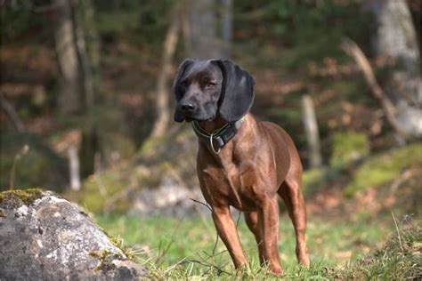 Bavarian Mountain Hound - Native Breed.org