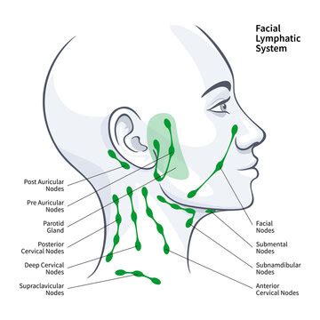 Supraclavicular Lymph Nodes Diagram